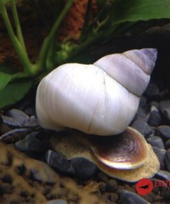 CARACOL MAGO BLANCO - FILOPALUDINA MARTENSI