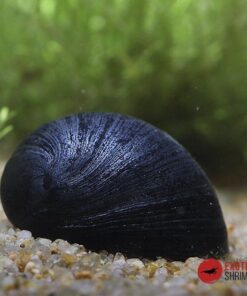 CARACOL CASCO MILITAR (NERITINA PULLIGERA)