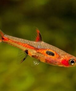 RASBORA BORARAS MERAH