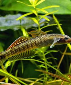 GOBIO ARCOIRIS (STIPHODON ORNATUS)
