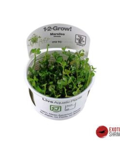 MARSILEA HIRSUTA IN-VITRO