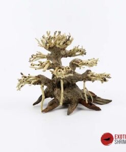 ARBOL BONSAI Nº5