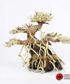 ARBOL BONSAI Nº6