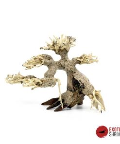 ARBOL BONSAI Nº4