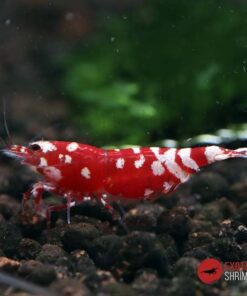 RED FANCY