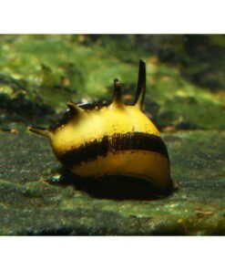 CARACOL ABEJA CORNUDO (CLITHON CORONA)