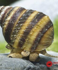 CARACOL PIANO