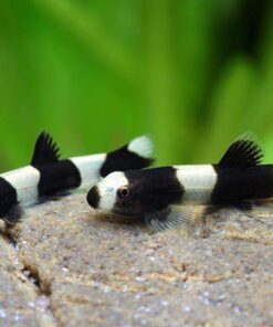 BOTIA PANDA (PROTOMYZON PACHYCHILUS)