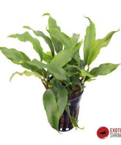 ANUBIAS MINIMA