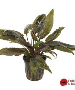 CRYPTOCORYNE WENDTII BROWN