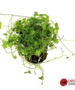 HYDROCOTYLE TRIPARTITA
