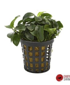 ANUBIAS NANA MINI