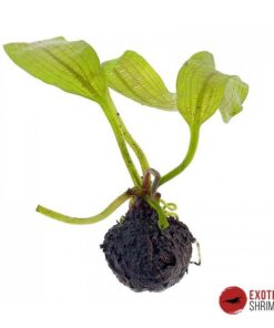 APONOGETON MADAGASCARIENSIS