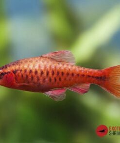 BARBO CEREZA (PUNTIUS TITTEYA)