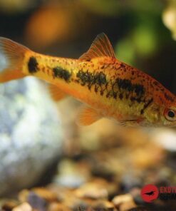 BARBO ORO (PUNTIUS SACHSII)