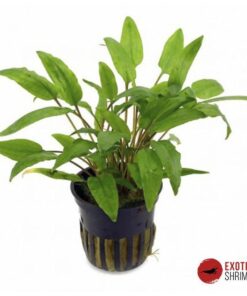 CRYPTOCORYNE WENDTII GREEN