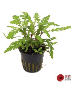 HYGROPHILA PINNATIFIDA