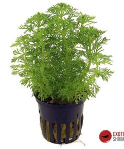 LIMNOPHILA SESSILIFLORA (AMBULIA)