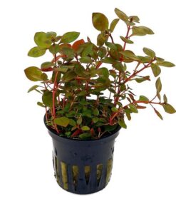 LUDWIGIA PALUSTRIS SUPER RED
