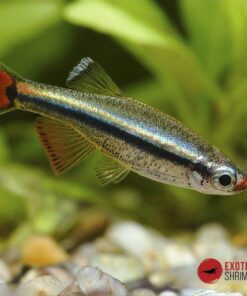 NEÓN CHINO (TANICHTHYS ALBONUBES)