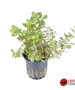 ROTALA ROTUNDIFOLIA