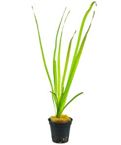 VALLISNERIA SPIRALIS