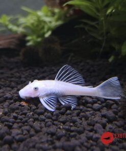 L144 Snow White (ancistrus blanco) 2–2,5 cm para acuario comunitario