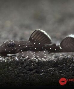 L183 ANCISTRUS DOLICHOPTERUS 3-4CM