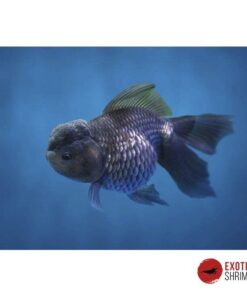ORANDA AZUL 5-6CM