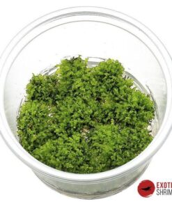 RICCARDIA CHAMEDRYFOLIA IN-VITRO