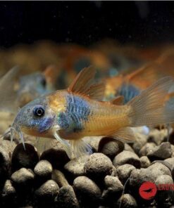 CORYDORAS VENEZUELANUS