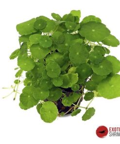 HYDROCOTYLE VERTICILLATA