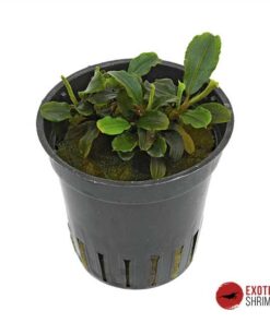 BUCEPHALANDRA LAMANDAU MINI RED
