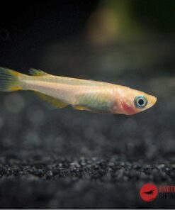 MEDAKA - ORYZIAS LATIPES