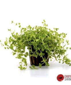 MICRANTHEMUM UMBROSUM
