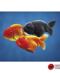 RANCHU SURTIDO 4-5CM
