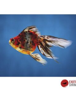 RYUKIN CALICO 4-5CM