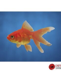 RYUKIN ROJO 4-5CM