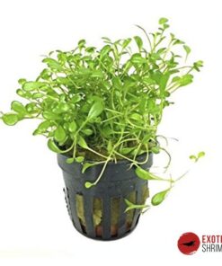 GLOSSOSTIGMA ELATINOIDES