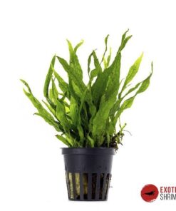 MICROSORUM MINI