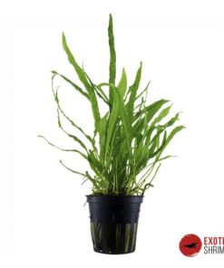 MICROSORUM NARROW LEAF