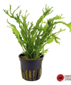 MICROSORUM PTEROPUS "WINDELOV" / "TWISTEDLEAF"