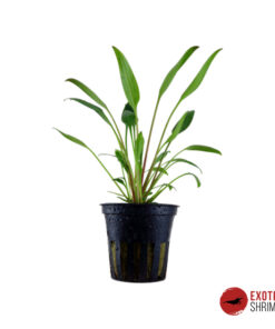 CRYPTOCORYNE WILLISII