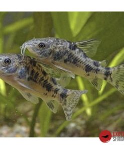 CORYDORA PALEATUS