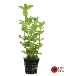 BACOPA AMPLEXICAULIS (CAROLINIANA)