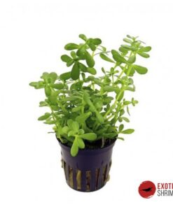 BACOPA CRENATA