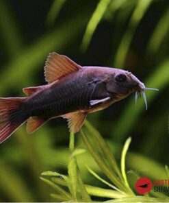 CORYDORA BLACK VENEZUELA