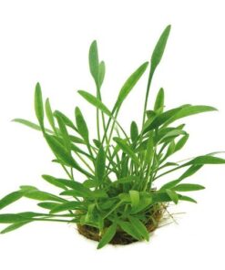 CRYPTOCORYNE PARVA IN-VITRO