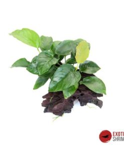 ANUBIAS BARTERI EN RAÍZ