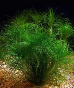 ERIOCAULON SETACEUM IN-VITRO